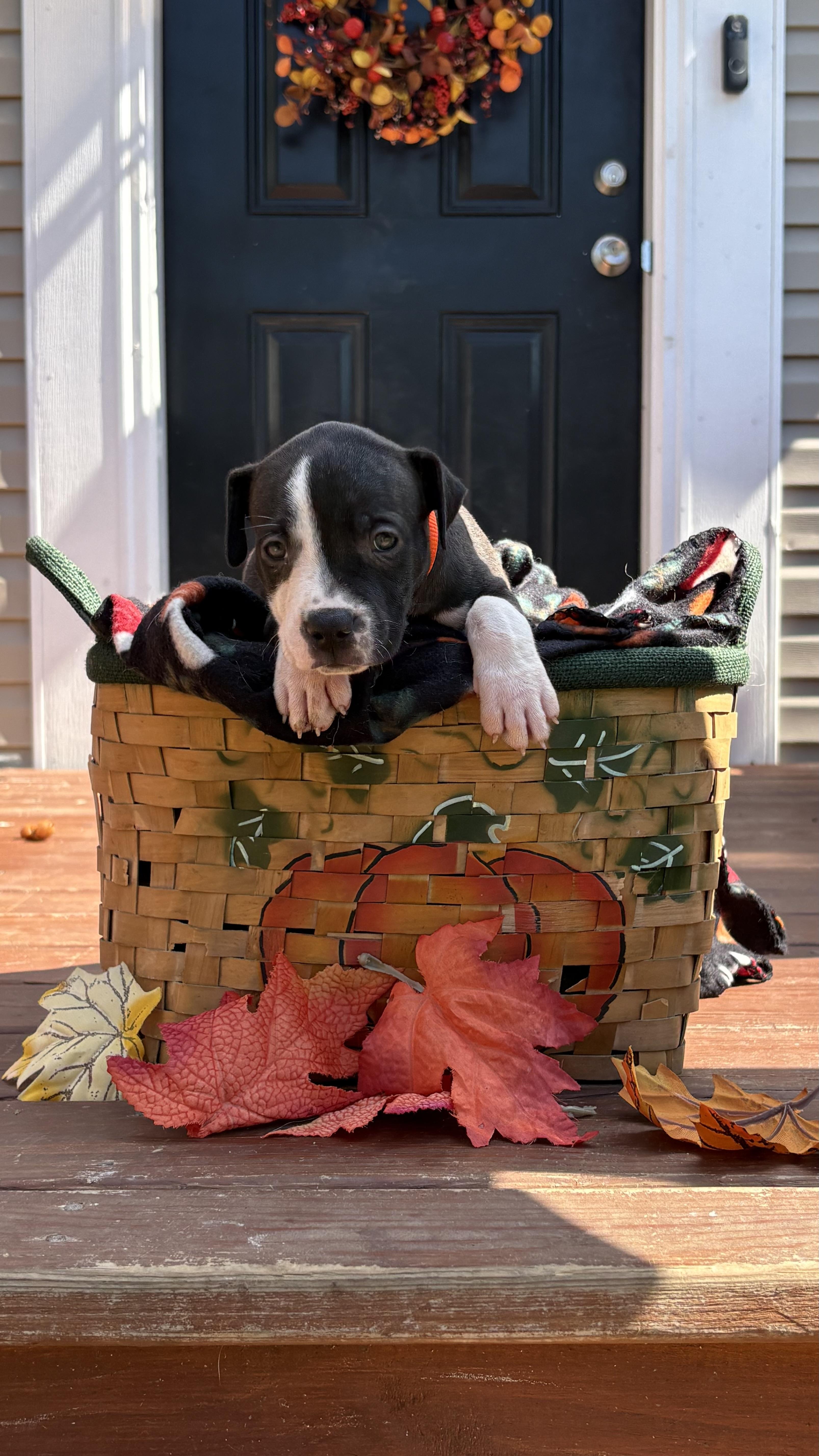 Enlarge Pumpkin (Mama Glorias Cozy Cafe Crew Litter), a Adopted mixed breed in Kingston, NY image 2/3