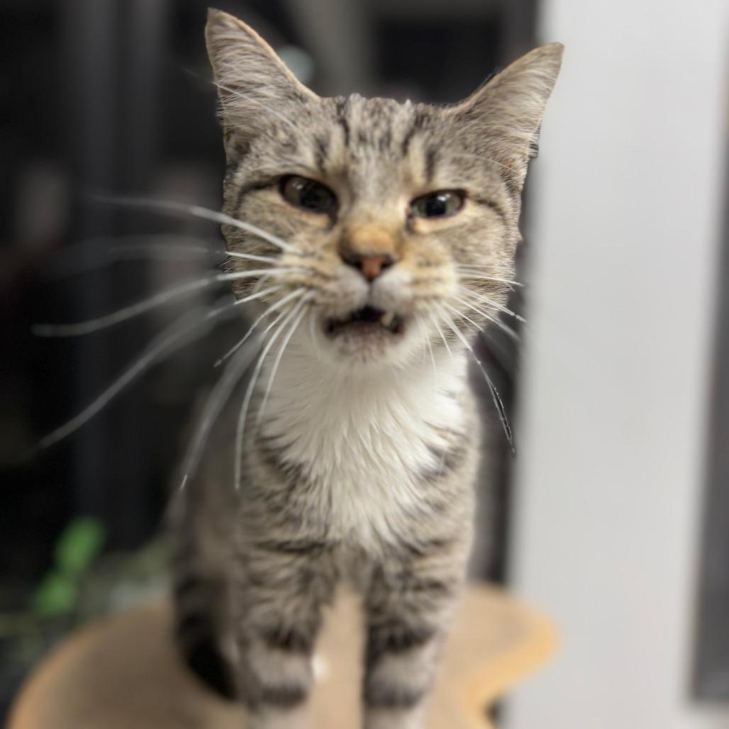 Enlarge Lane Change, a Adoptable Domestic Short Hair in Monticello, IA image 5/6