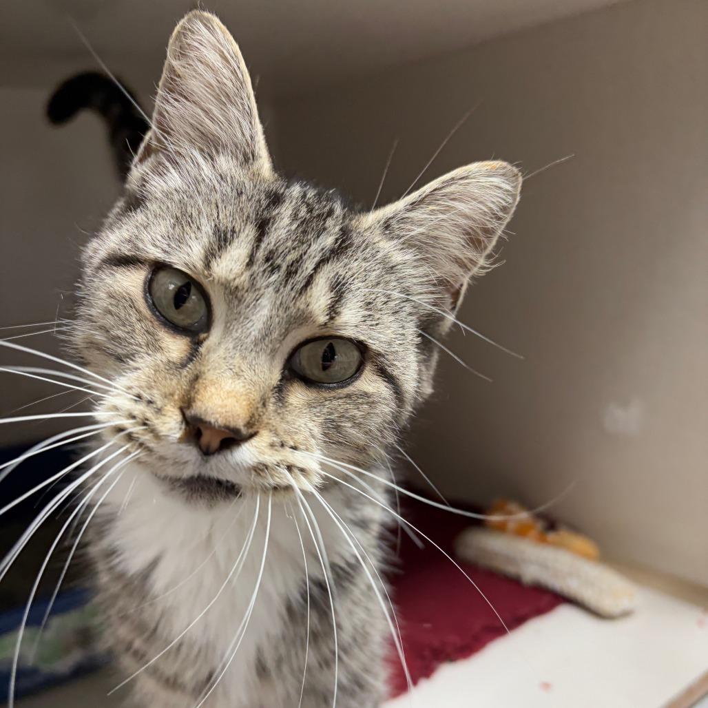 Lane Change, Adoptable, Young Female Domestic Short Hair.