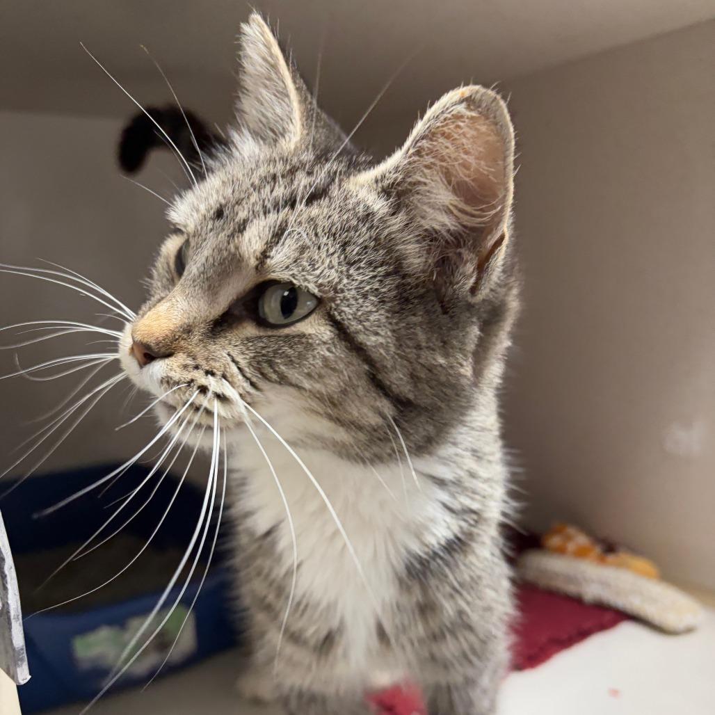Enlarge Lane Change, a Adoptable Domestic Short Hair in Monticello, IA image 3/6