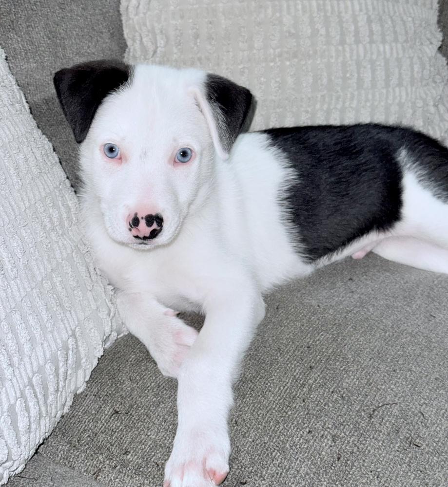 Enlarge Ozzie, a Adoptable mixed breed in Greenlawn, NY image 1/6