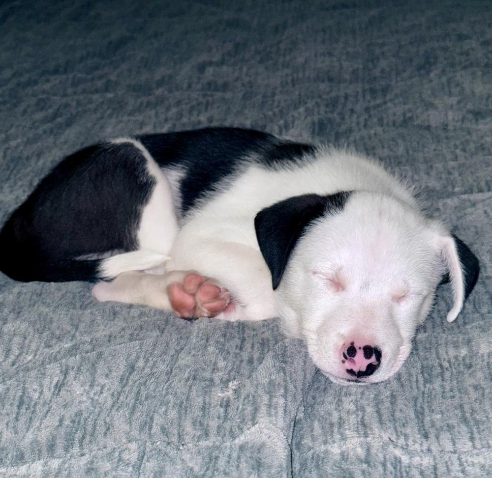 Enlarge Ozzie, a Adoptable mixed breed in Greenlawn, NY image 2/6