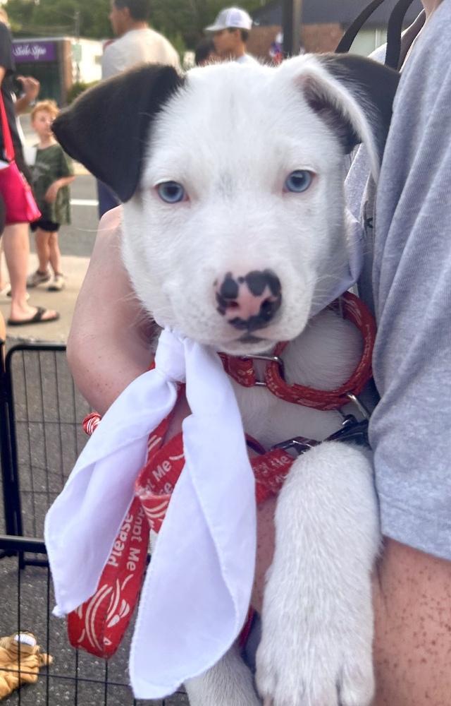 Enlarge Ozzie, a Adoptable mixed breed in Greenlawn, NY image 3/6