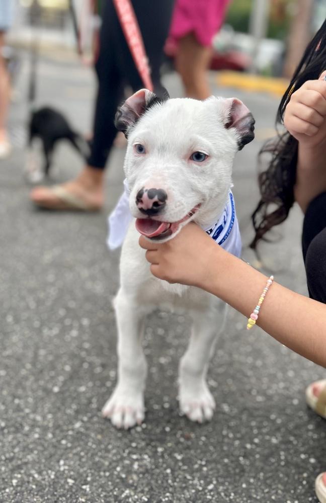 Enlarge Ozzie, a Adoptable mixed breed in Greenlawn, NY image 5/6