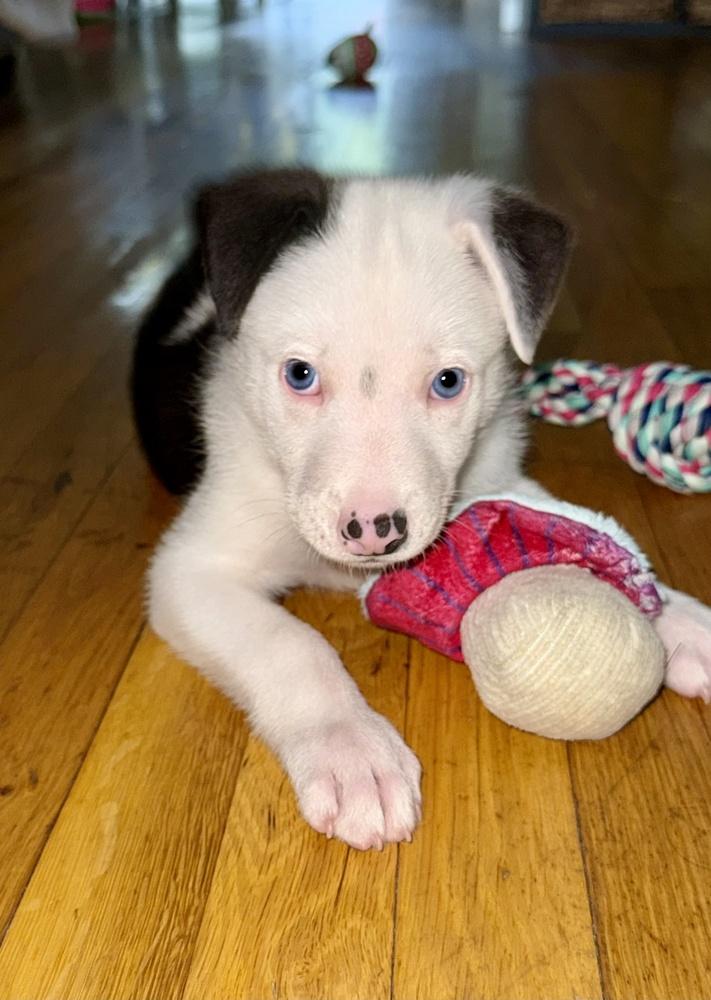 Enlarge Ozzie, a Adoptable mixed breed in Greenlawn, NY image 6/6