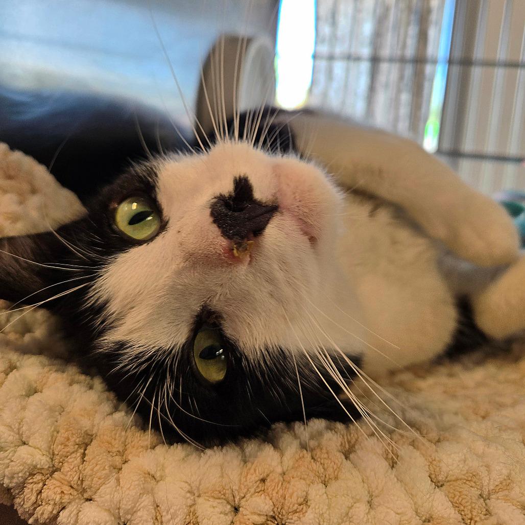 Mr. Snuggles