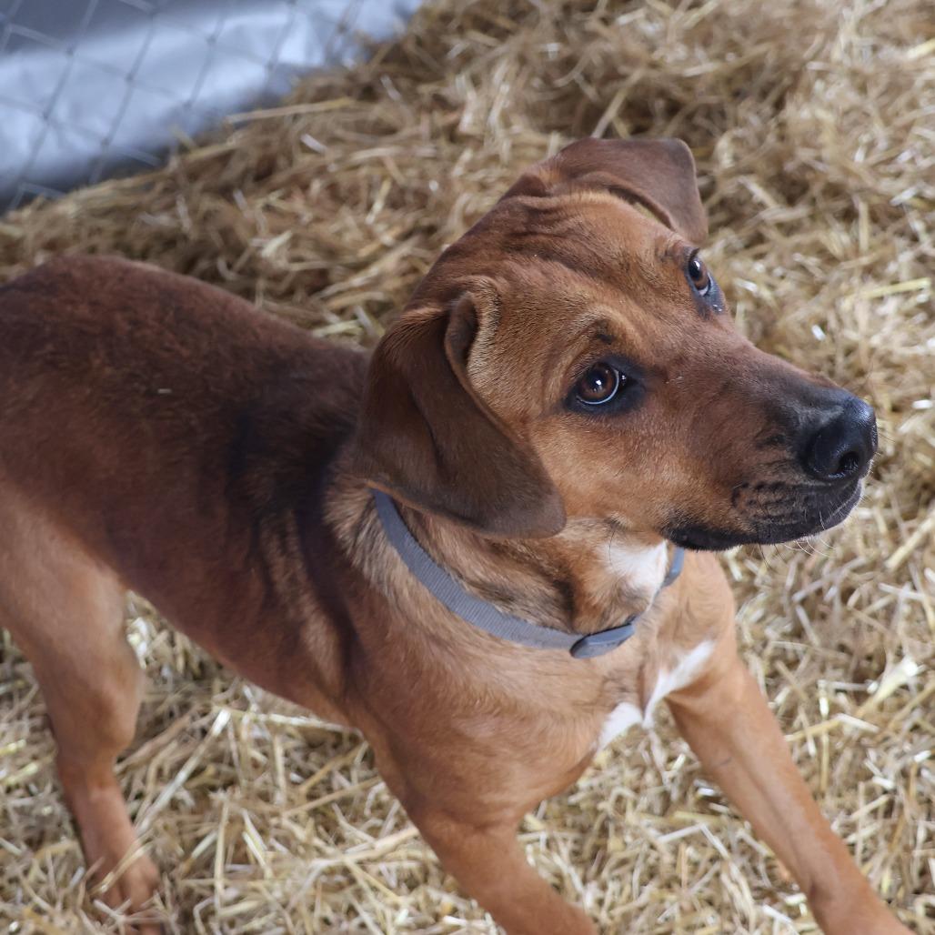 Rooter, Adoptable, Adult Male Hound.
