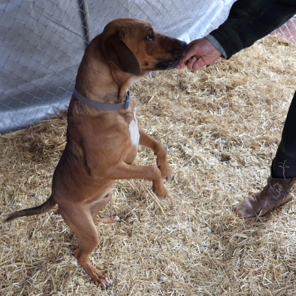 Enlarge Rooter, a Adoptable mixed breed in Delta, AL image 2/4