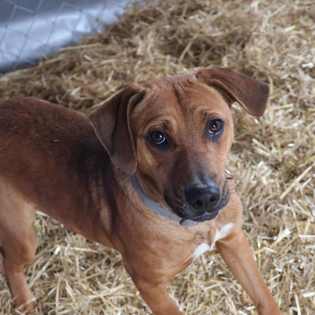 Enlarge Rooter, a Adoptable mixed breed in Delta, AL image 3/4