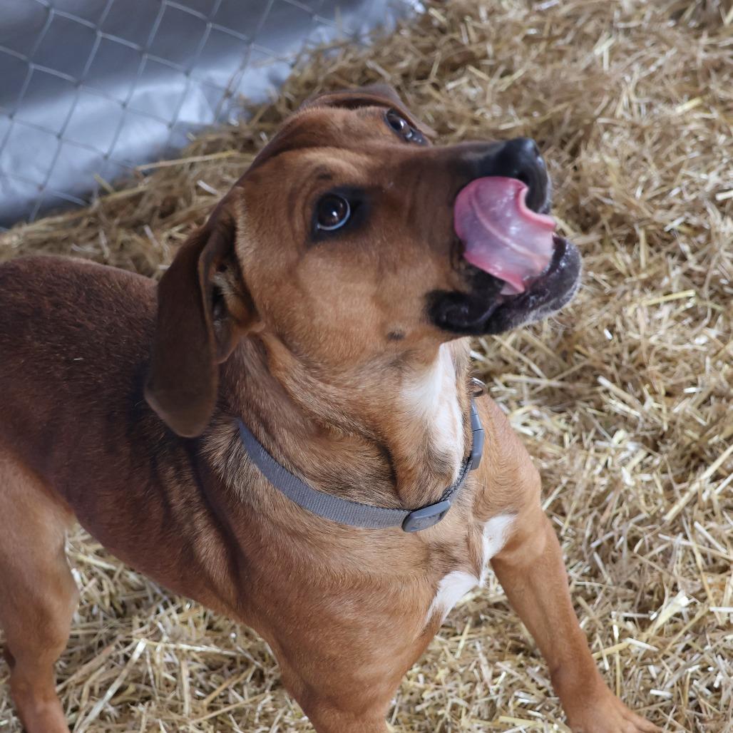 Enlarge Rooter, a Adoptable mixed breed in Delta, AL image 4/4