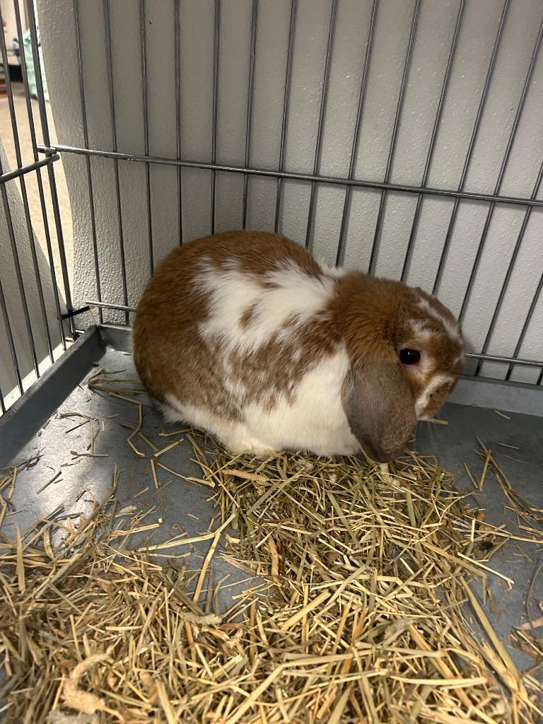 Enlarge Bunadict Carrotpatch, a Adoptable Lop Eared in Rock Springs, WY image 1/1