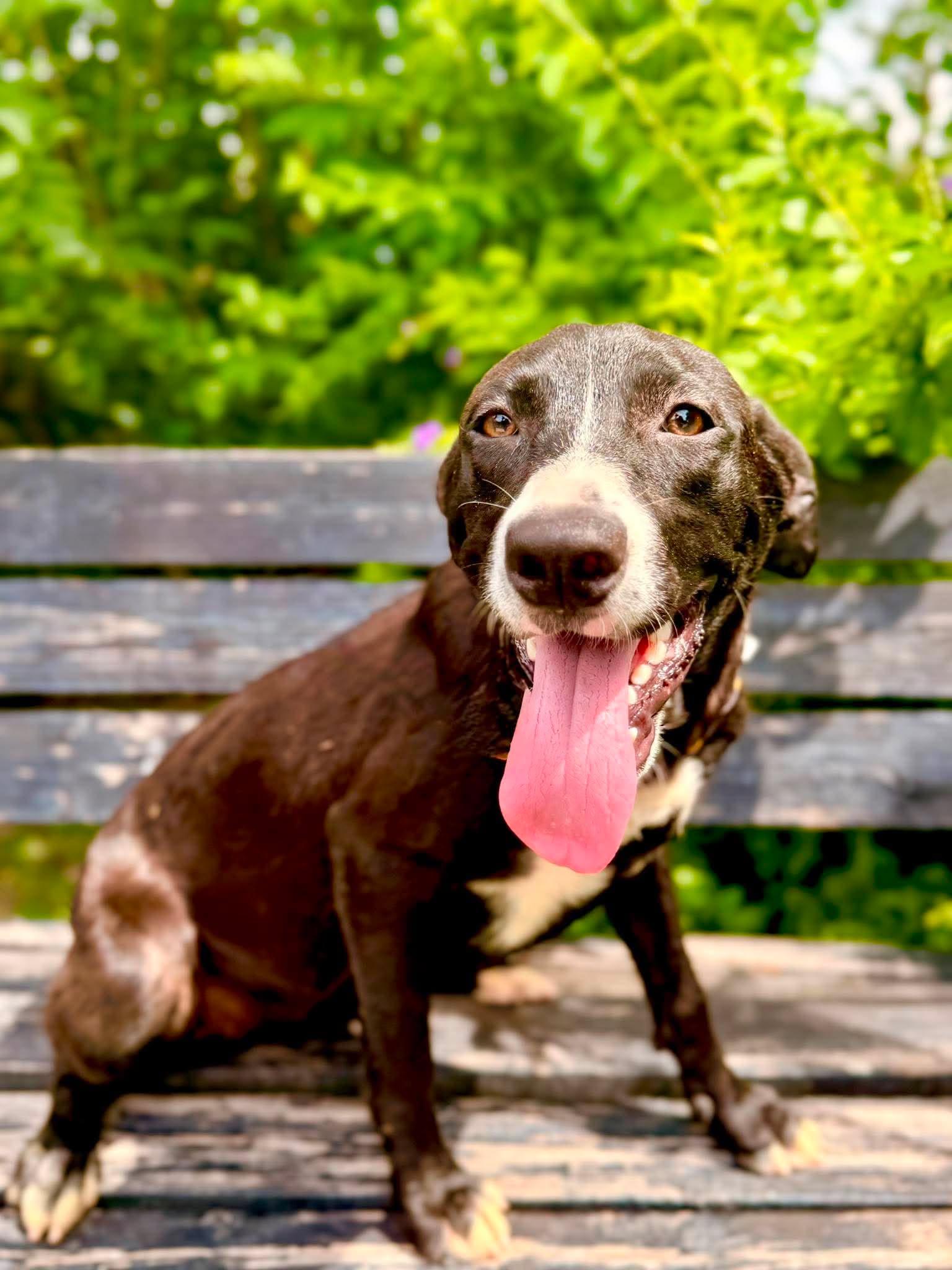 Enlarge Wanda, a Adoptable mixed breed in Fabius, NY image 2/6
