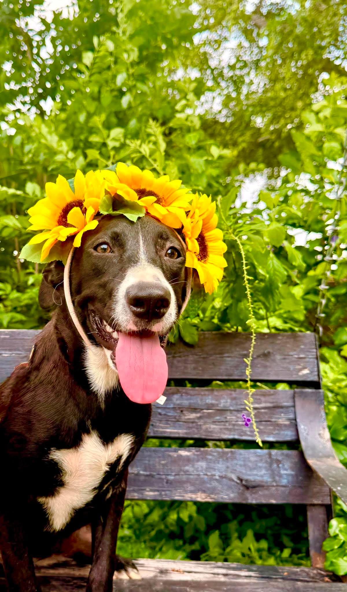 Enlarge Wanda, a Adoptable mixed breed in Fabius, NY image 5/6