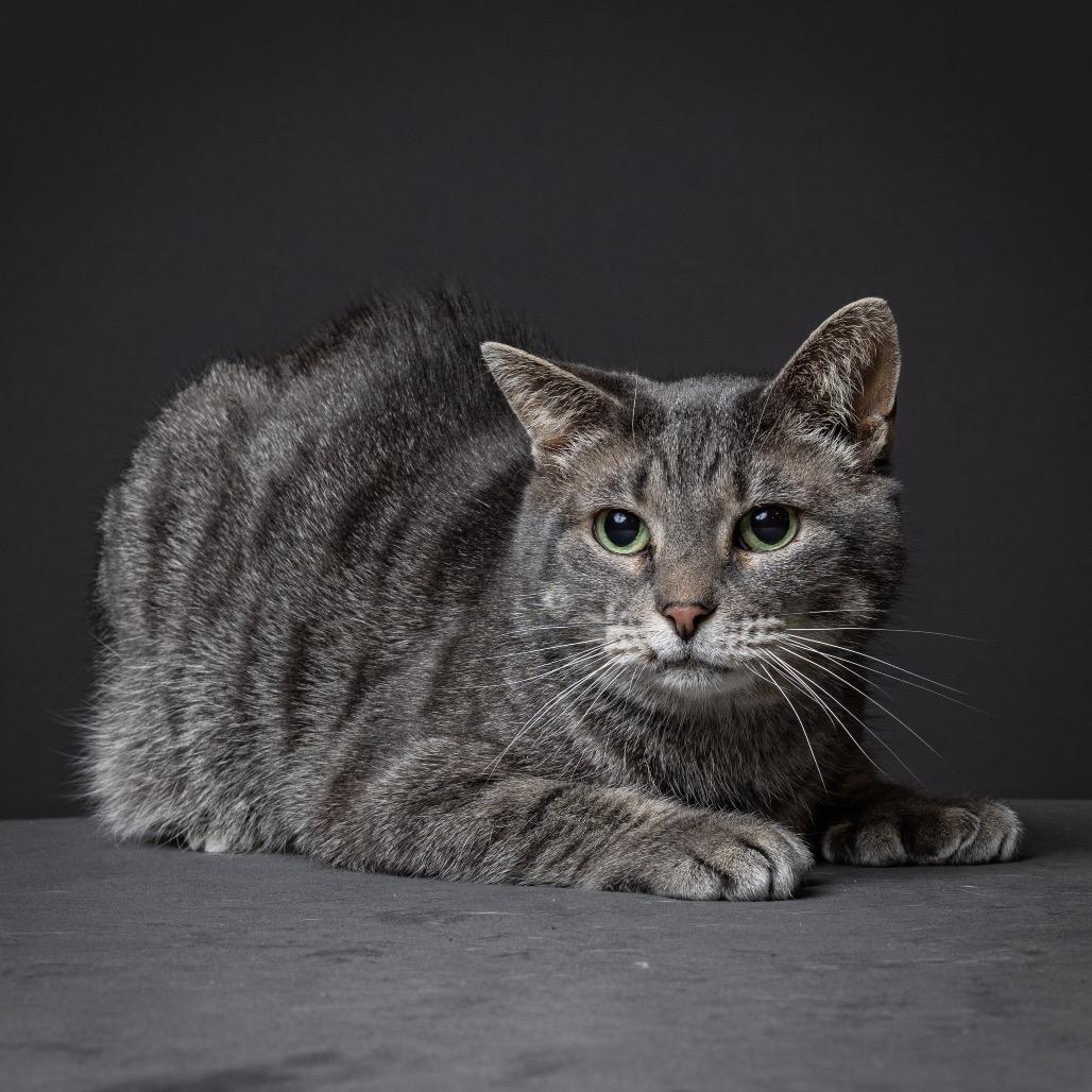 Paws Momma thumbnail 2