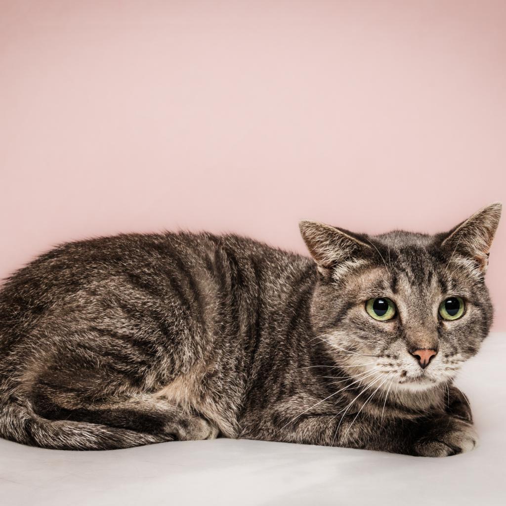 Paws Momma thumbnail 3