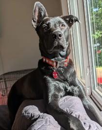 Luna, Adoptable, Young Female Pit Bull Terrier & German Shepherd Dog.