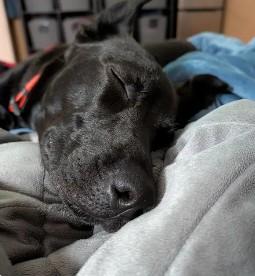 Enlarge Luna, a Adoptable mixed breed in Troy, MI image 2/6