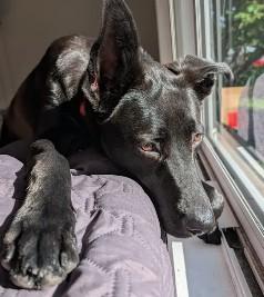 Enlarge Luna, a Adoptable mixed breed in Troy, MI image 3/6