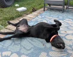 Enlarge Luna, a Adoptable mixed breed in Troy, MI image 4/6