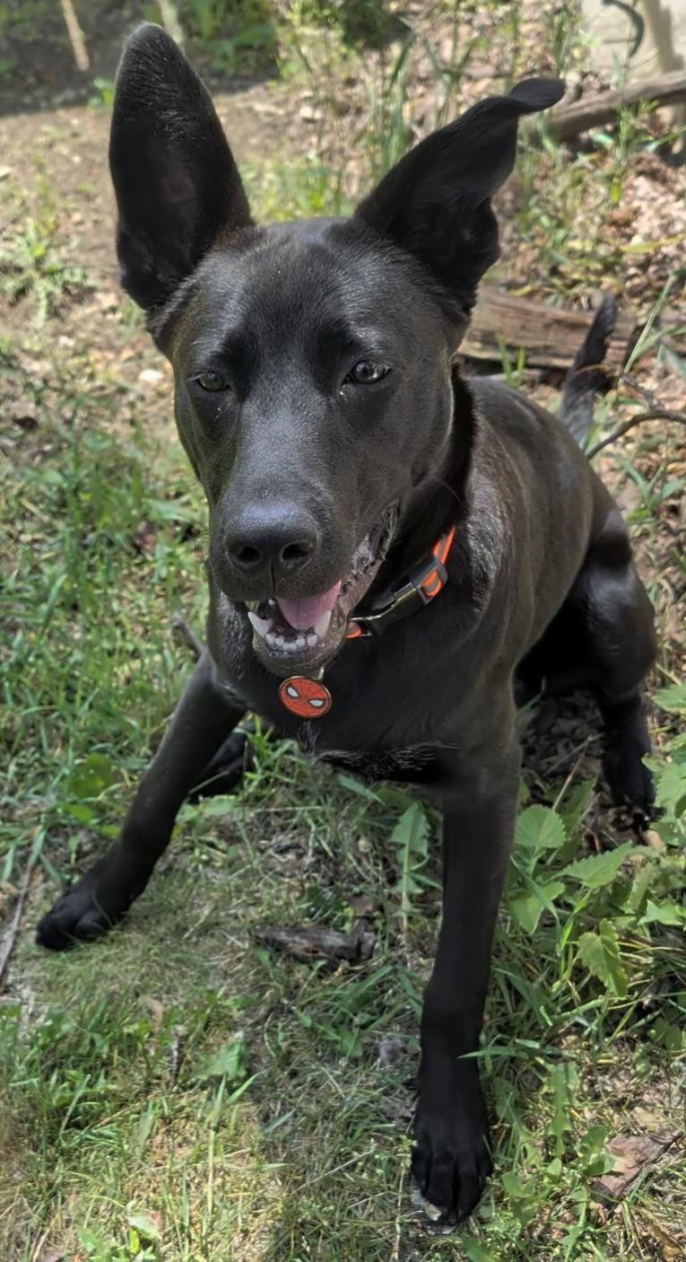 Enlarge Luna, a Adoptable mixed breed in Troy, MI image 5/6