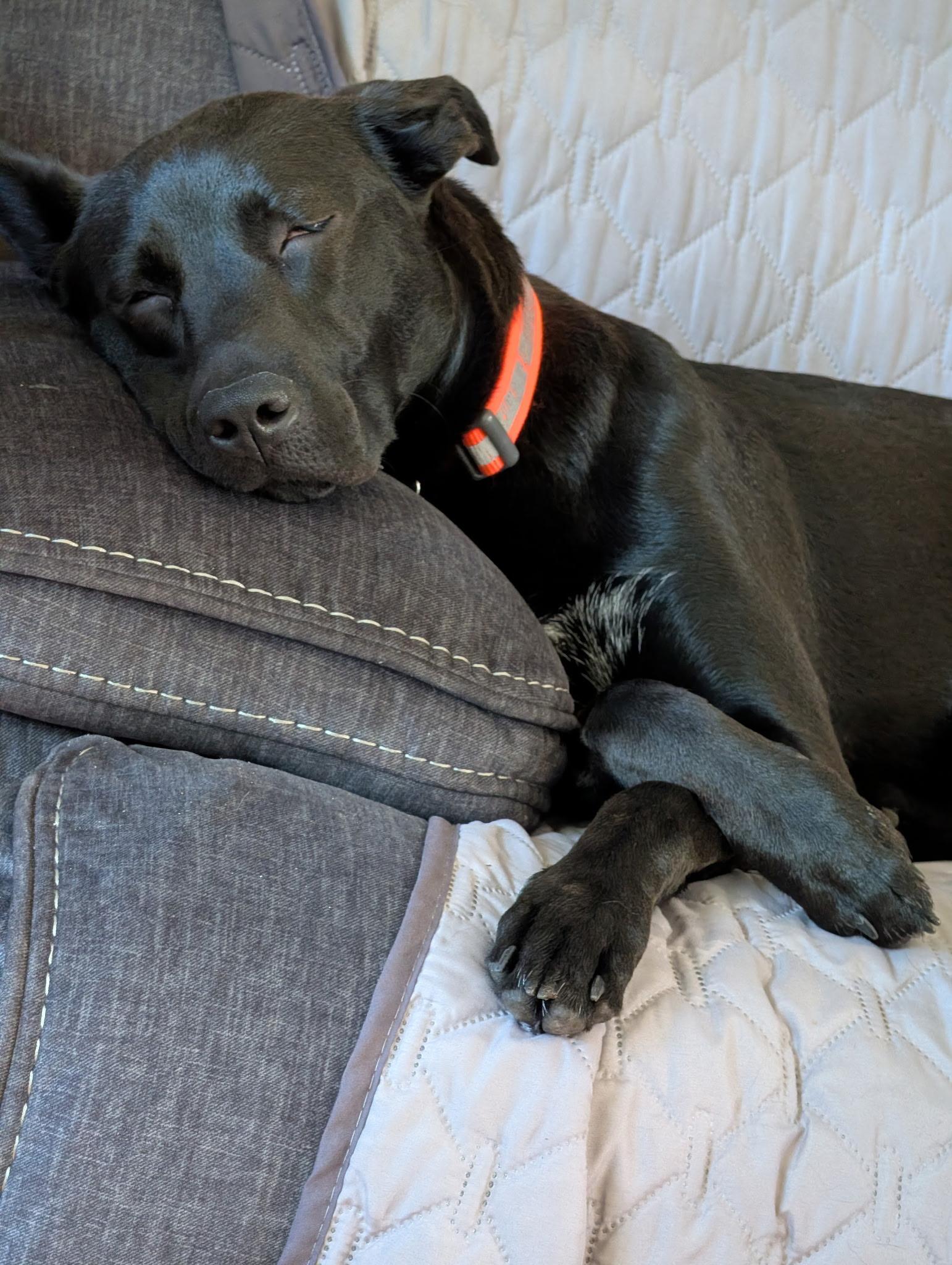 Enlarge Luna, a Adoptable mixed breed in Troy, MI image 6/6