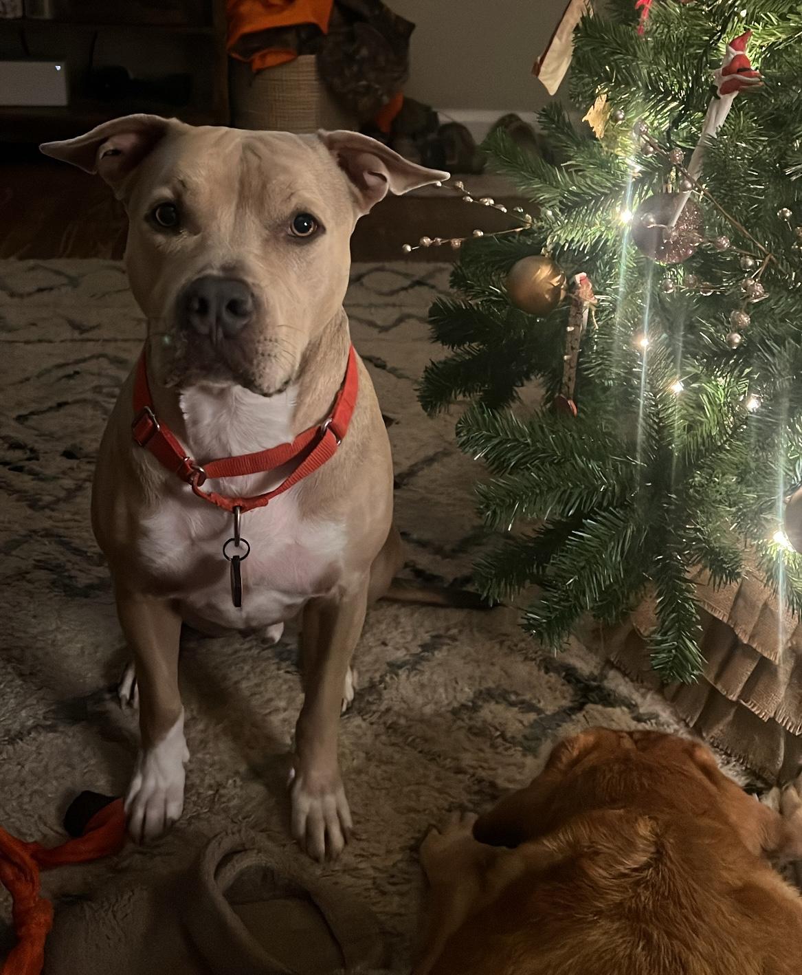 Callum — thumbnail 3