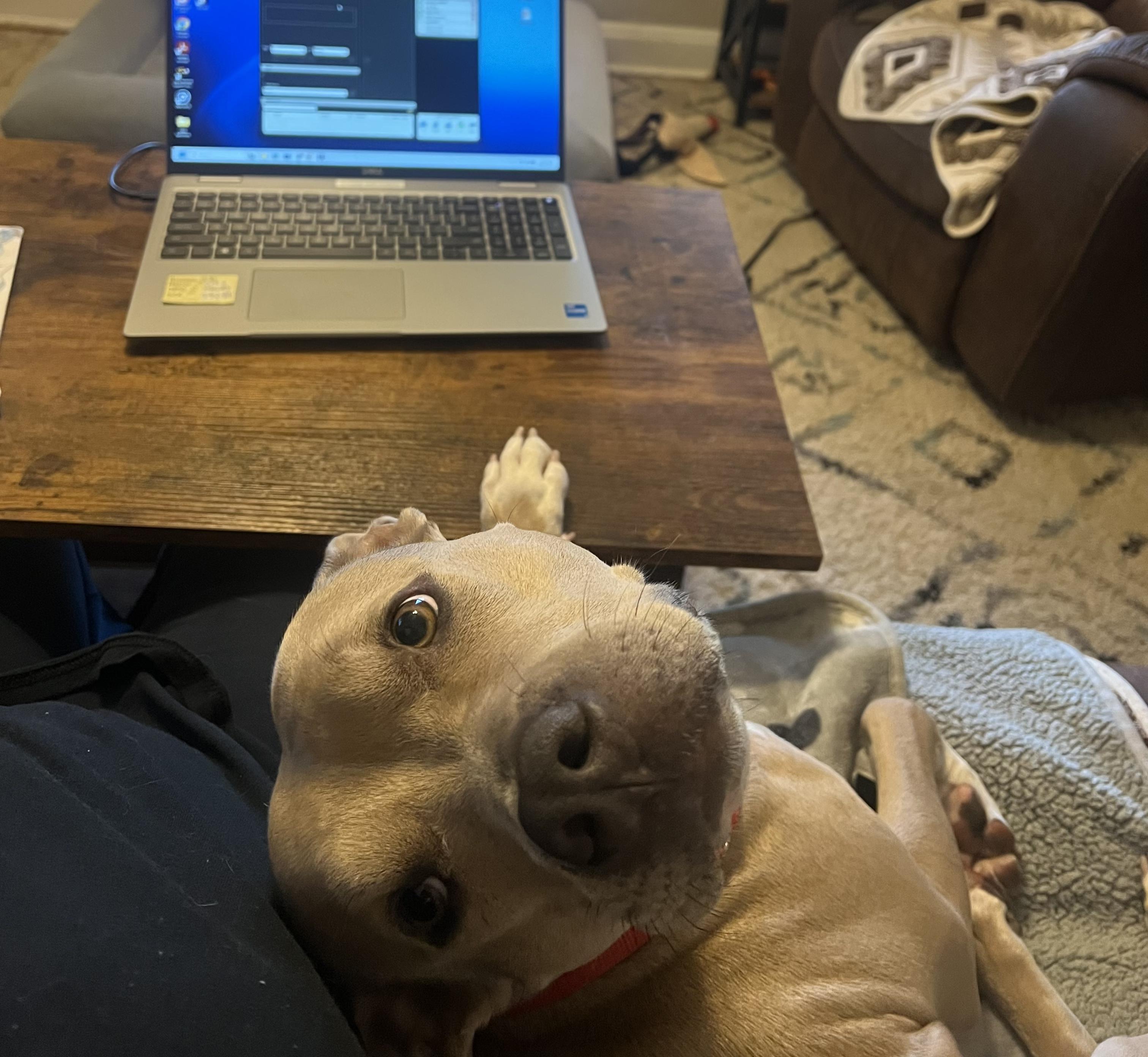 Callum — thumbnail 6