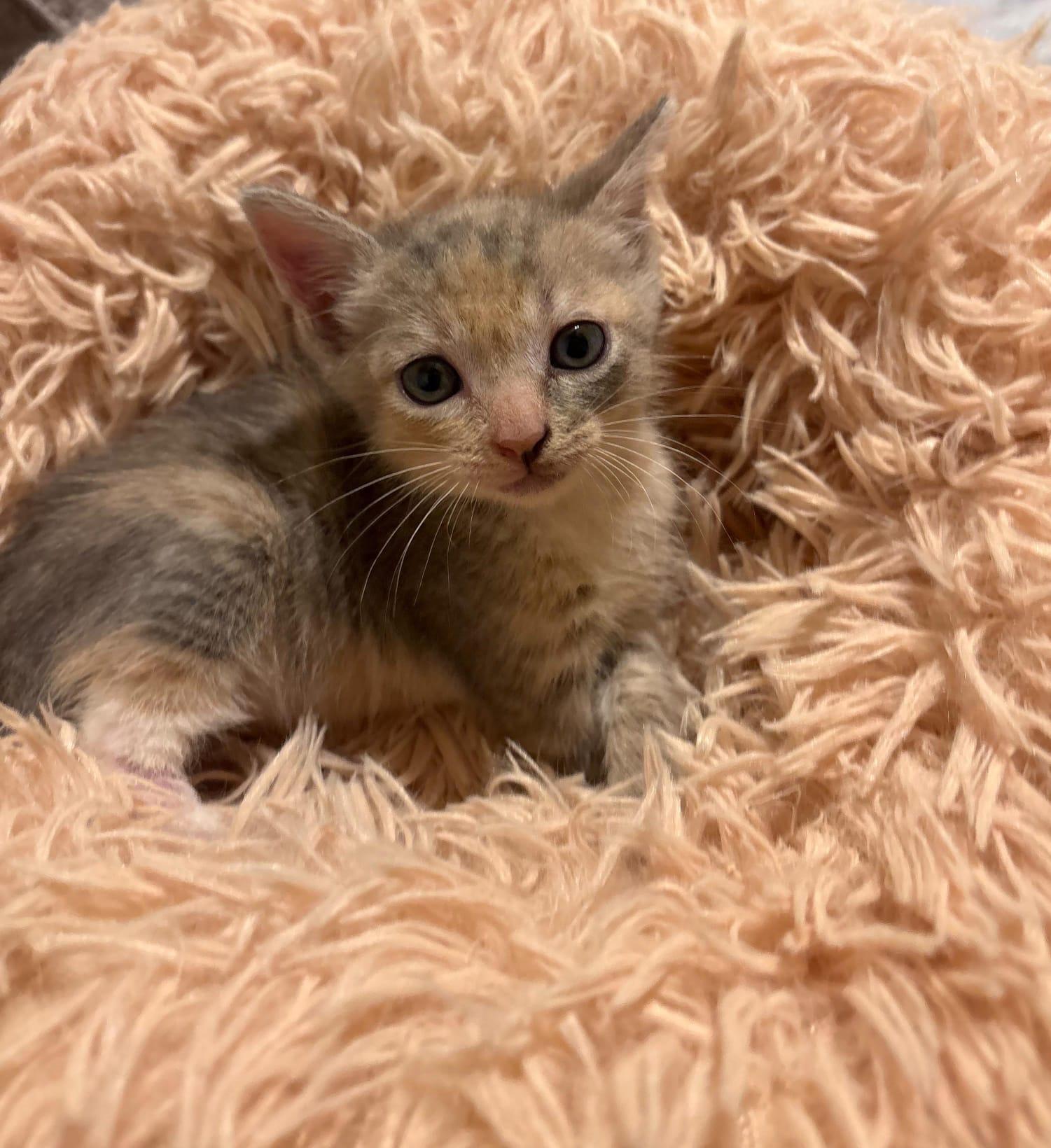 Enlarge Ziva, a Adopted Calico in Miami, FL image 1/1