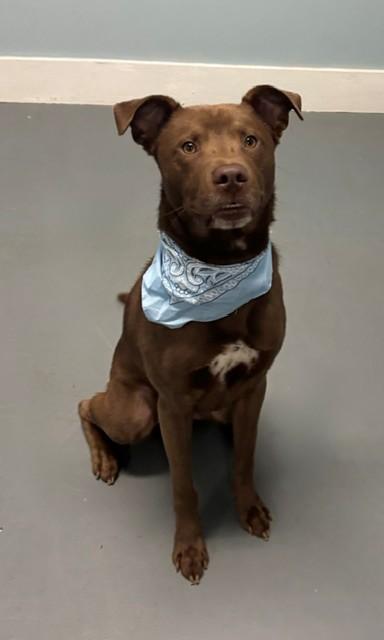 Enlarge Pierre, a Adoptable mixed breed in Hawk Point, MO image 1/4