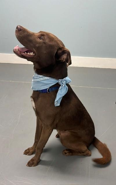 Enlarge Pierre, a Adoptable mixed breed in Hawk Point, MO image 2/4