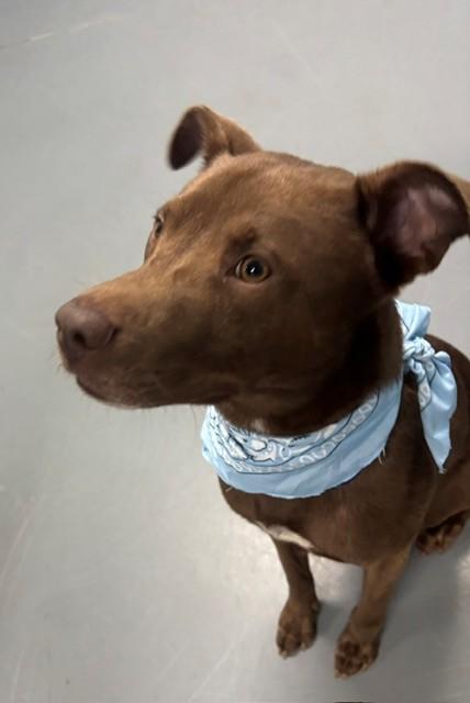 Enlarge Pierre, a Adoptable mixed breed in Hawk Point, MO image 4/4