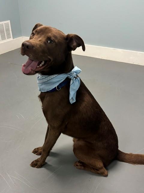 Enlarge Pierre, a Adoptable mixed breed in Hawk Point, MO image 3/4