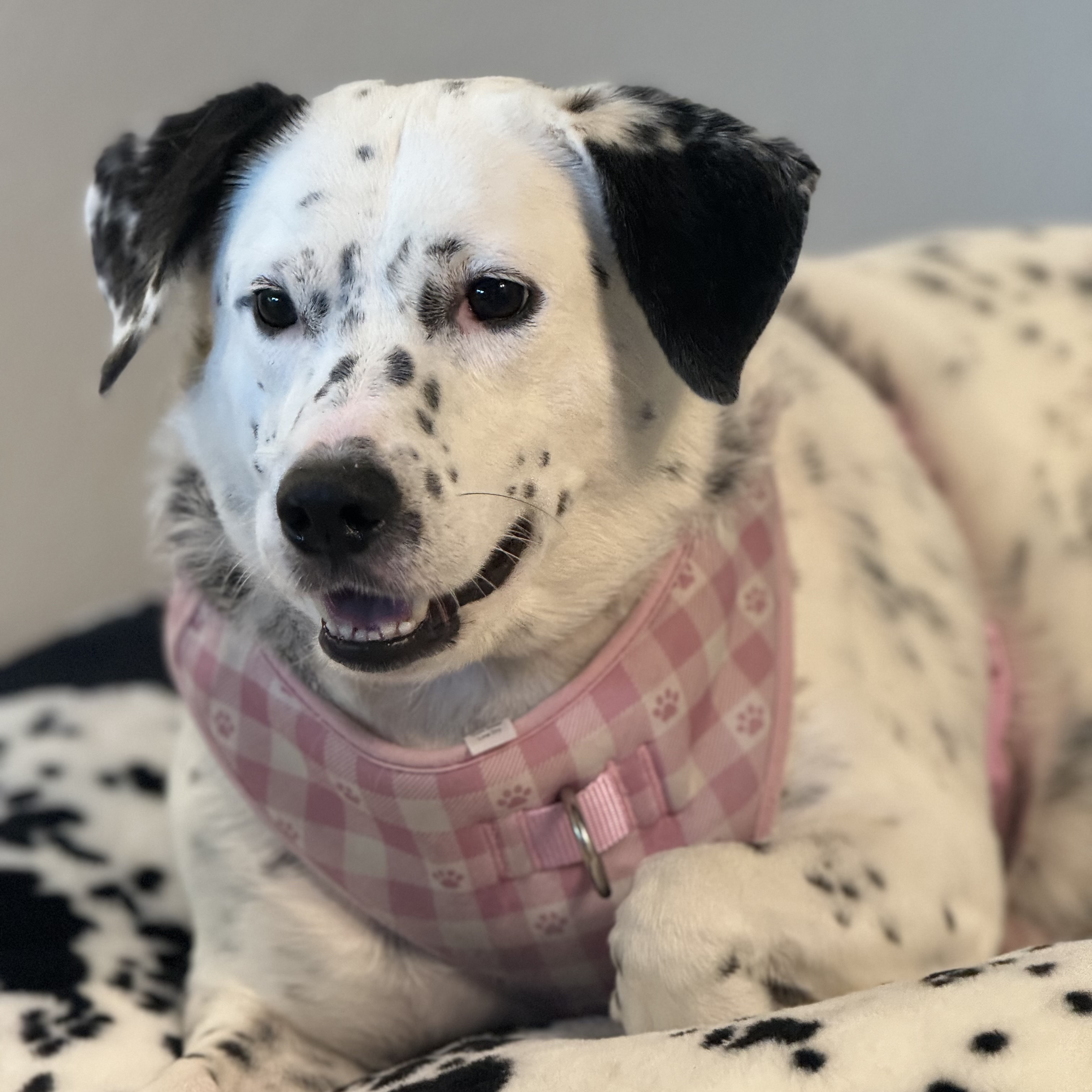 Gracie Grace