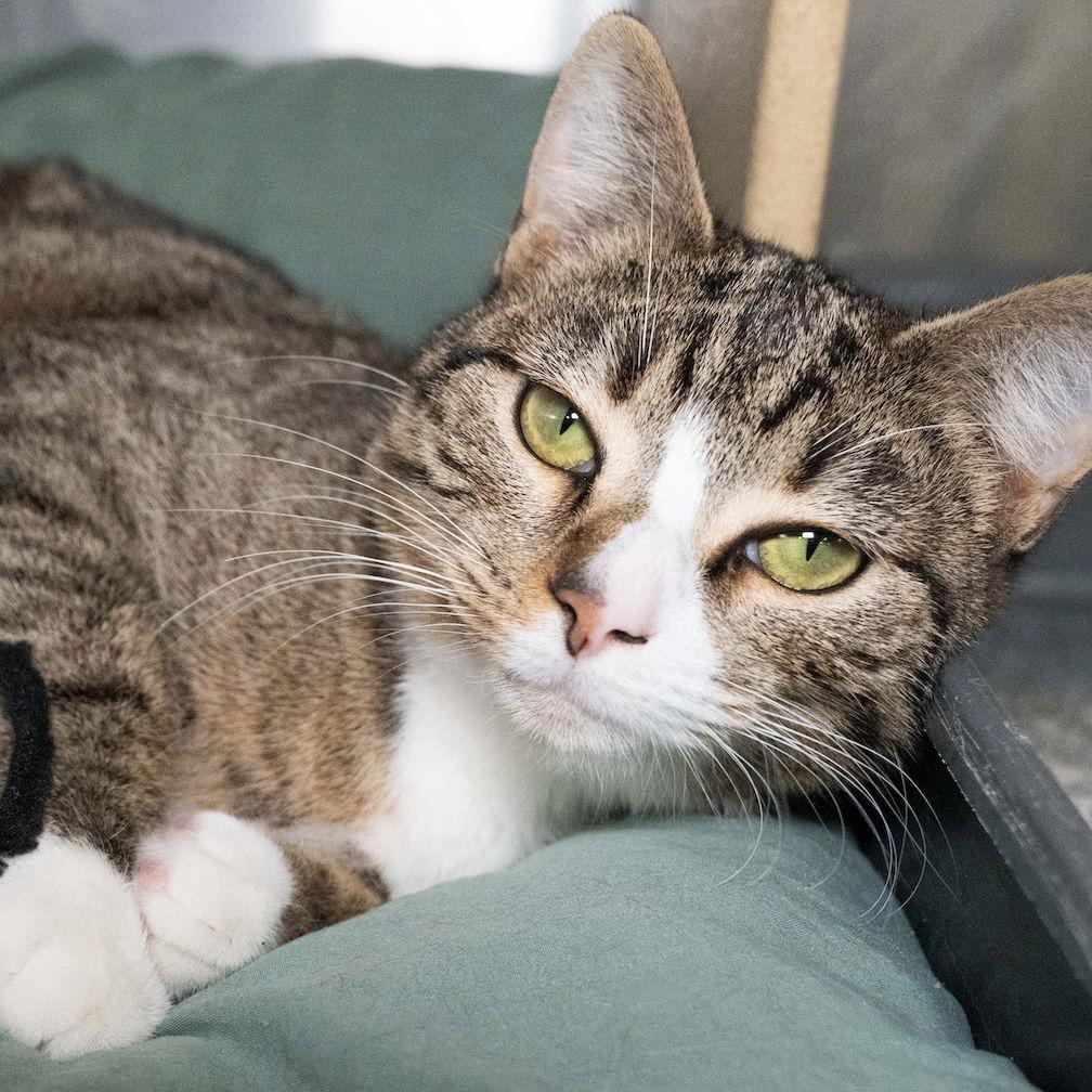 Enlarge Clyde, a Adoptable Domestic Short Hair in Wilmington, NC image 1/1