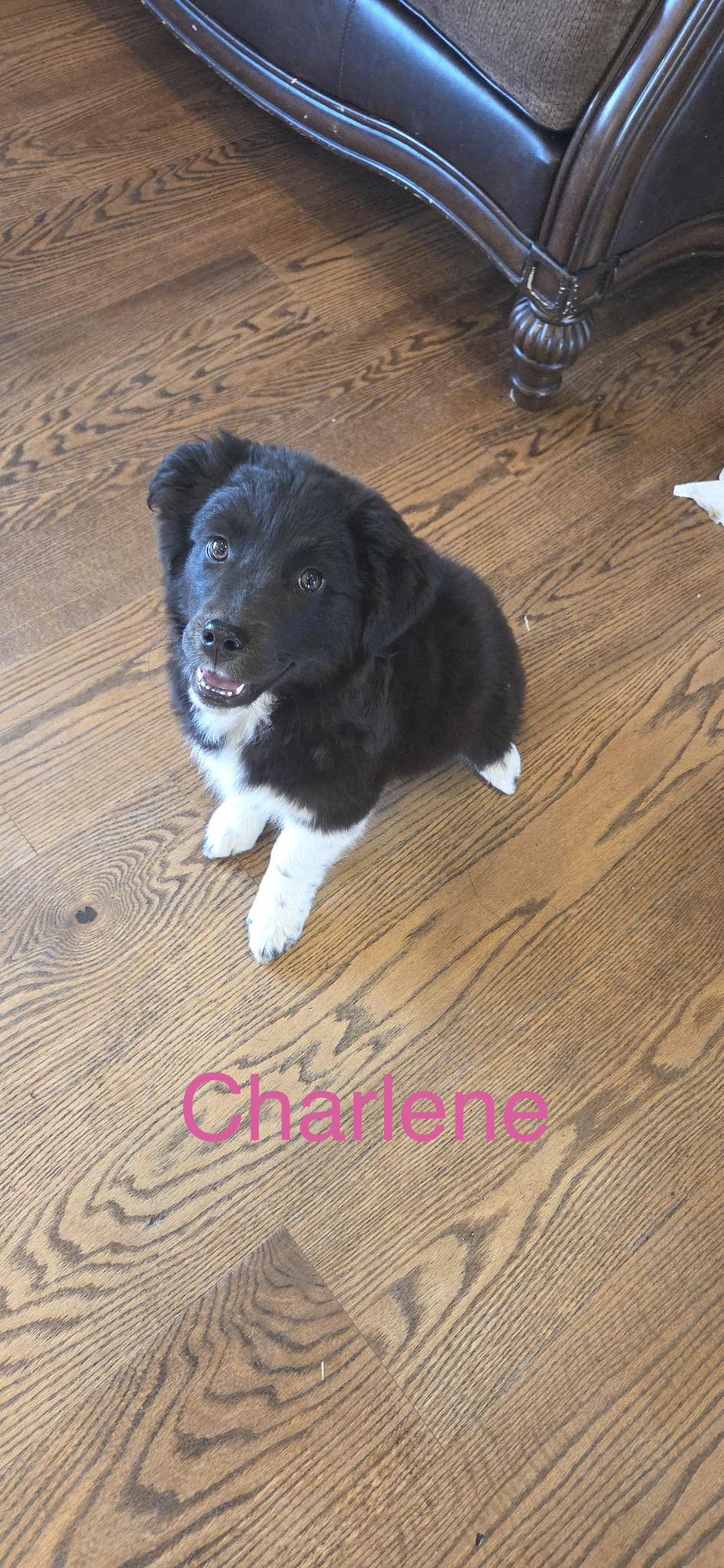 Enlarge Charlene, a ADOPTABLE mixed breed in Kimball, MI image 1/1