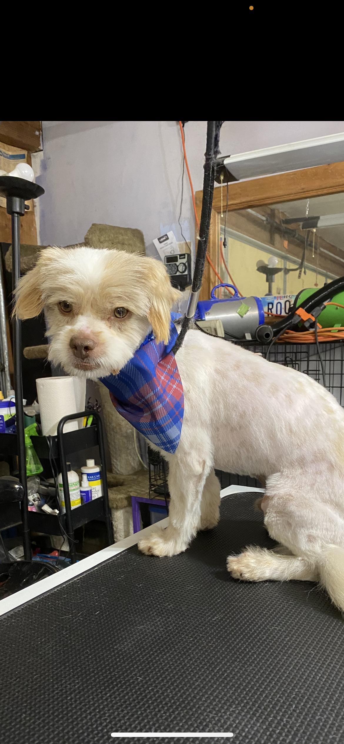 Enlarge Vanilla, an adopted mixed breed in Hamden, CT image 6/6