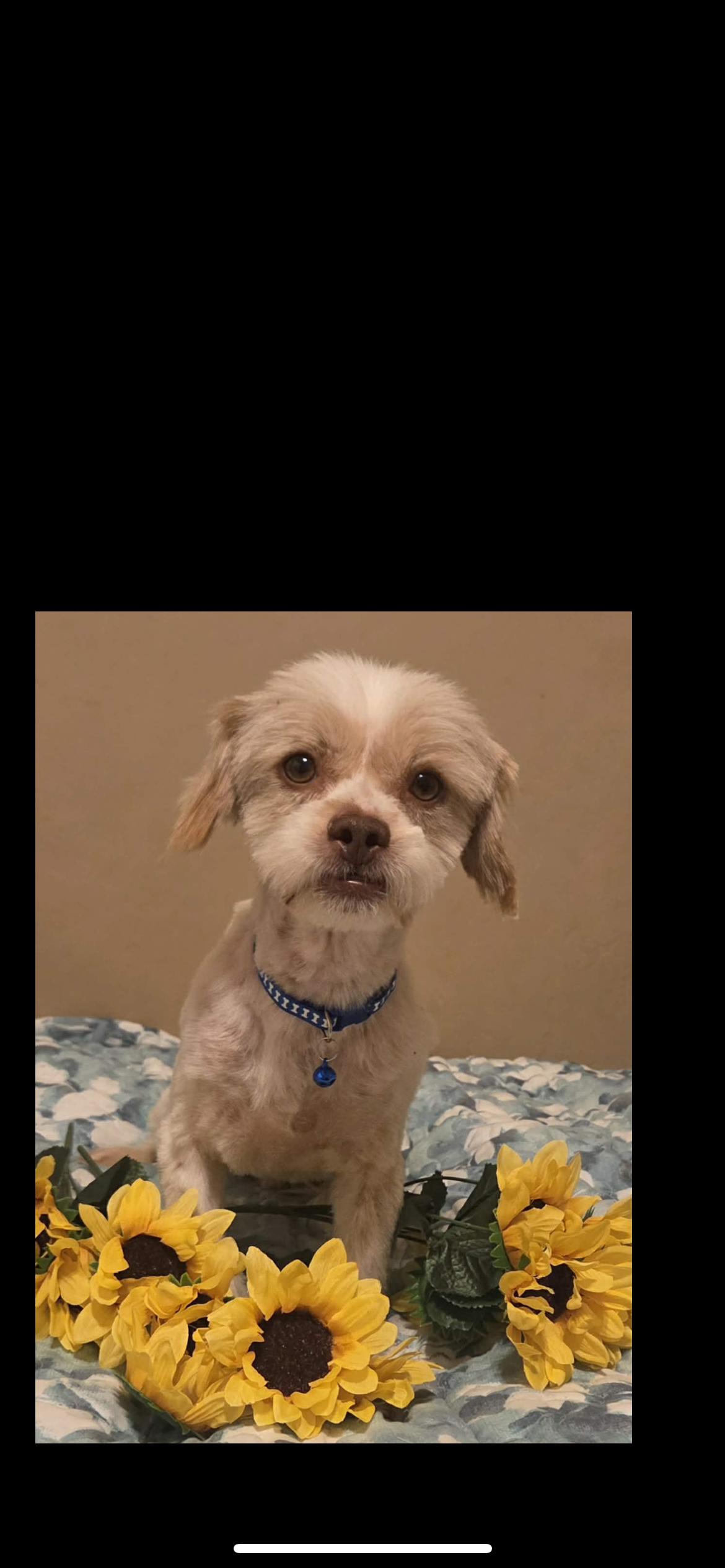 Enlarge Vanilla, an adopted mixed breed in Hamden, CT image 1/6