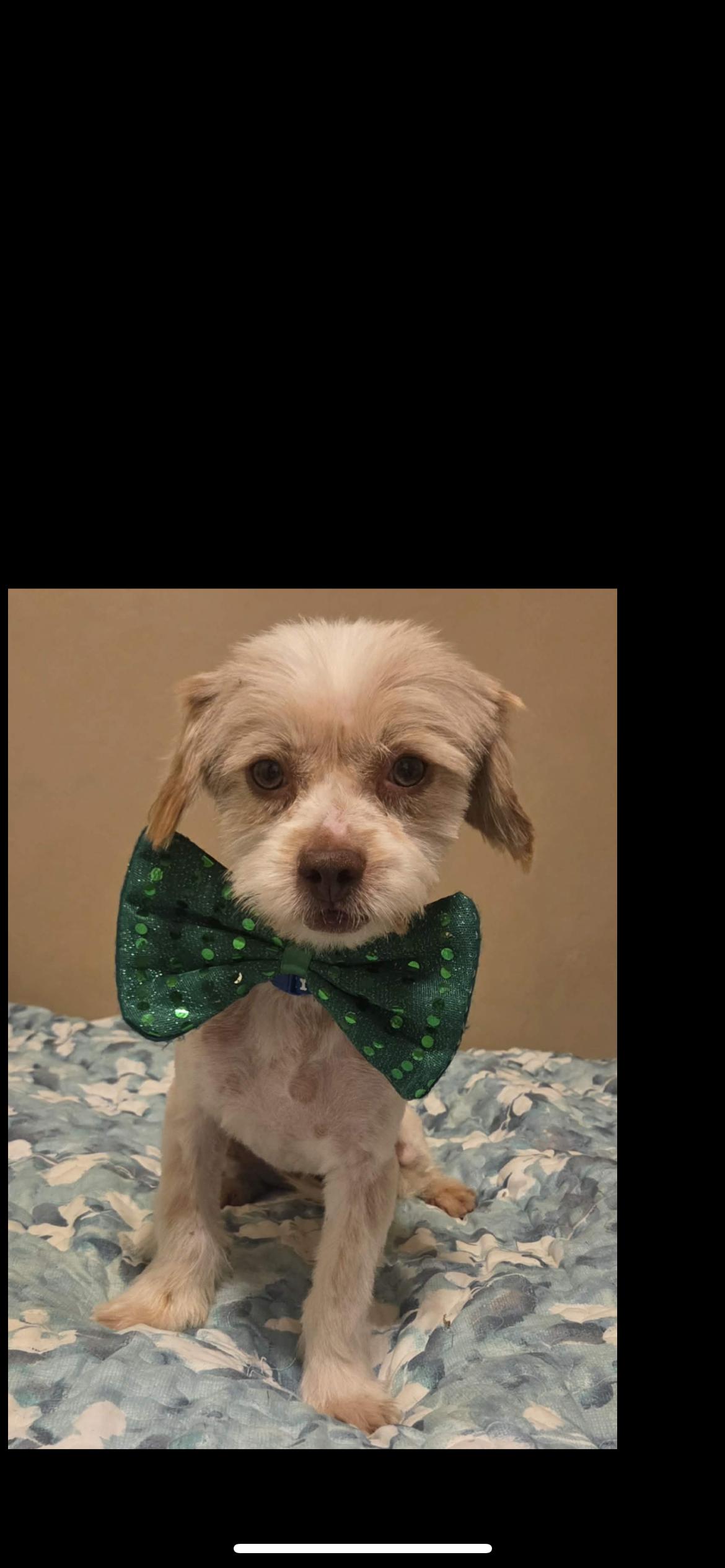 Enlarge Vanilla, an adopted mixed breed in Hamden, CT image 5/6