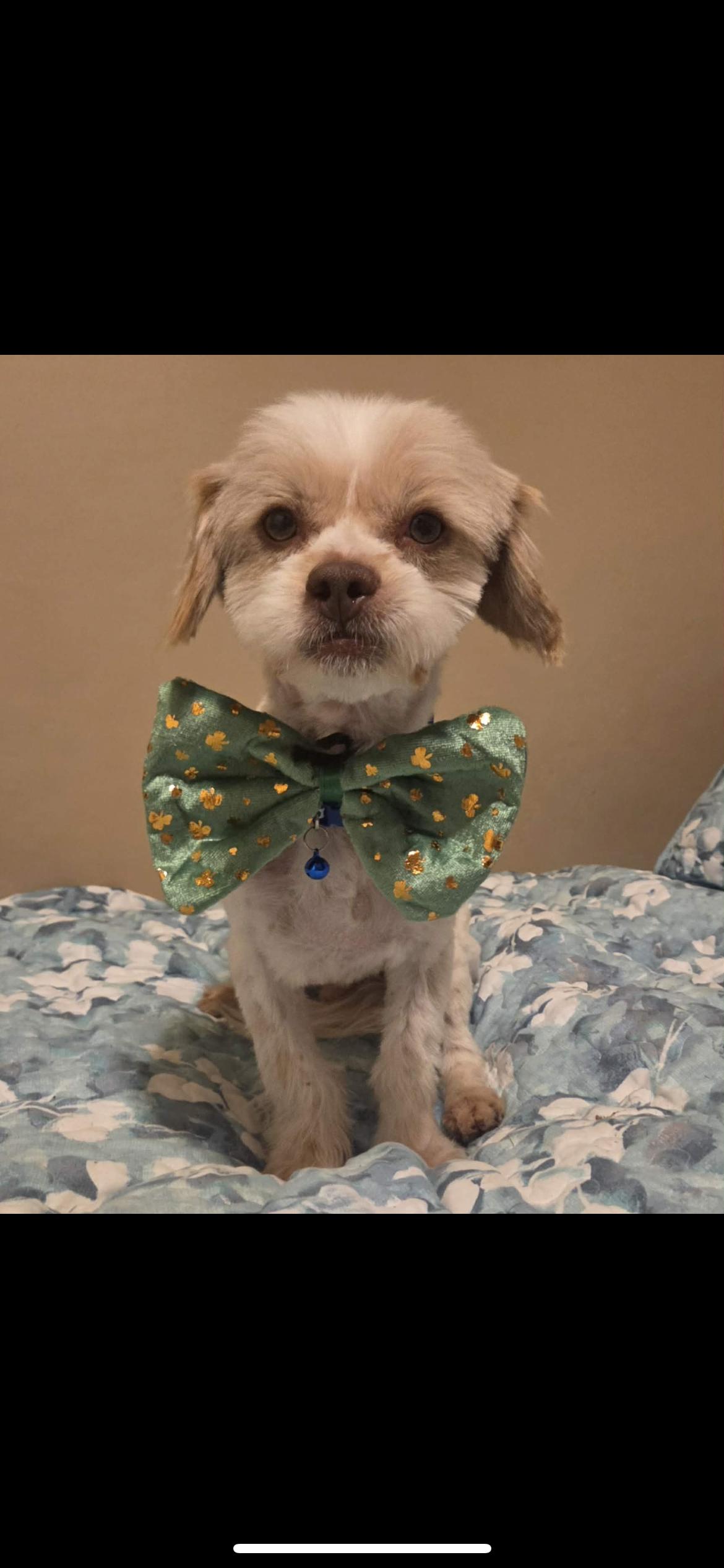 Enlarge Vanilla, an adopted mixed breed in Hamden, CT image 3/6