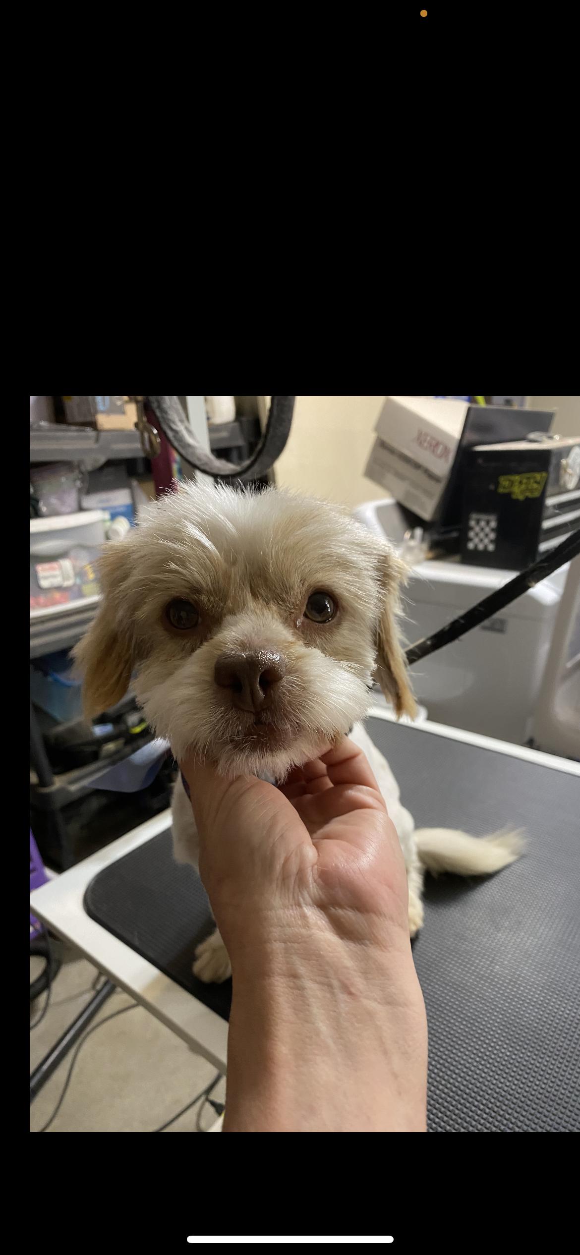 Enlarge Vanilla, an adopted mixed breed in Hamden, CT image 2/6