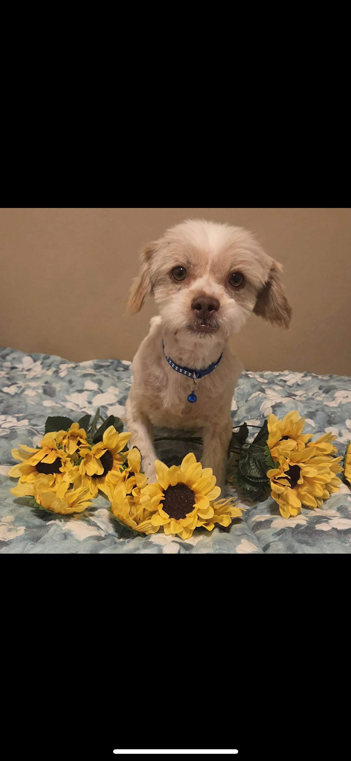 Enlarge Vanilla, an adopted mixed breed in Hamden, CT image 4/6