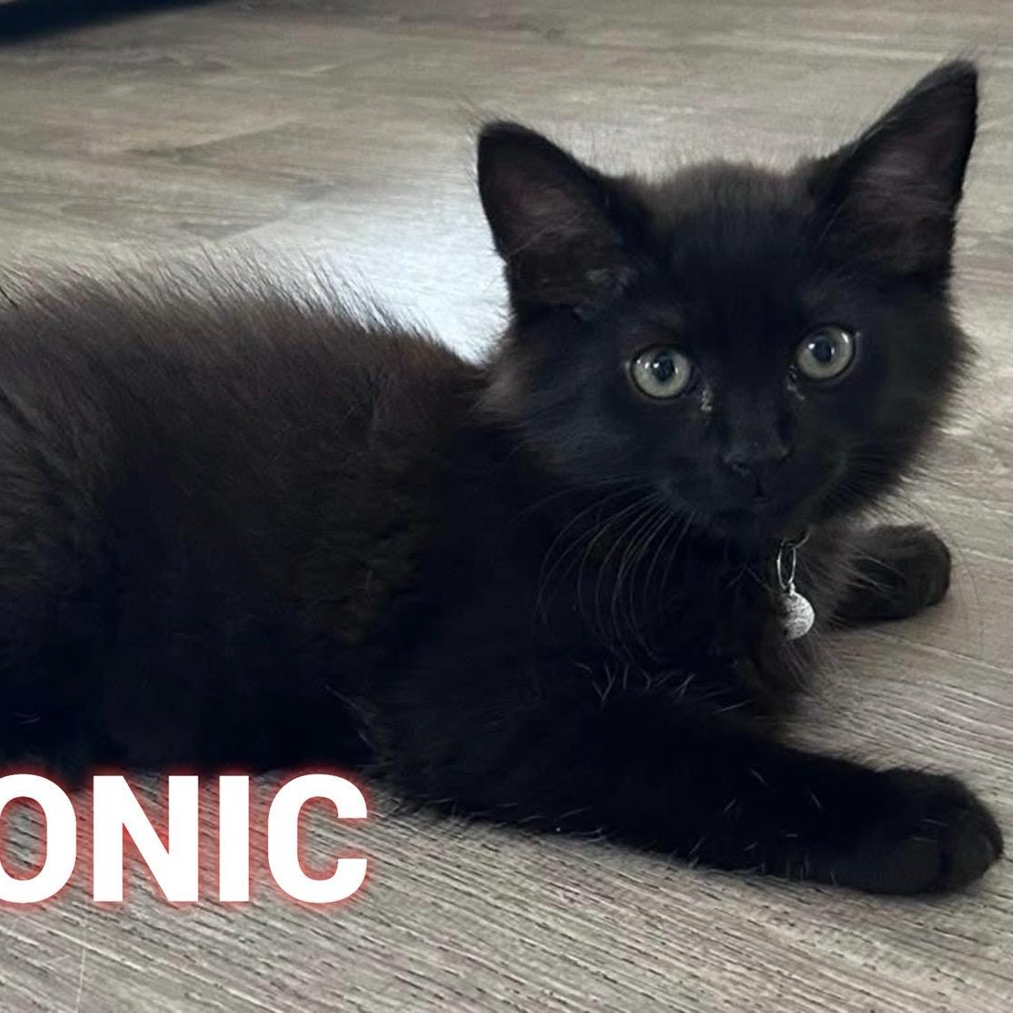 SONIC, Adopted, Kitten Male Domestic Long Hair.