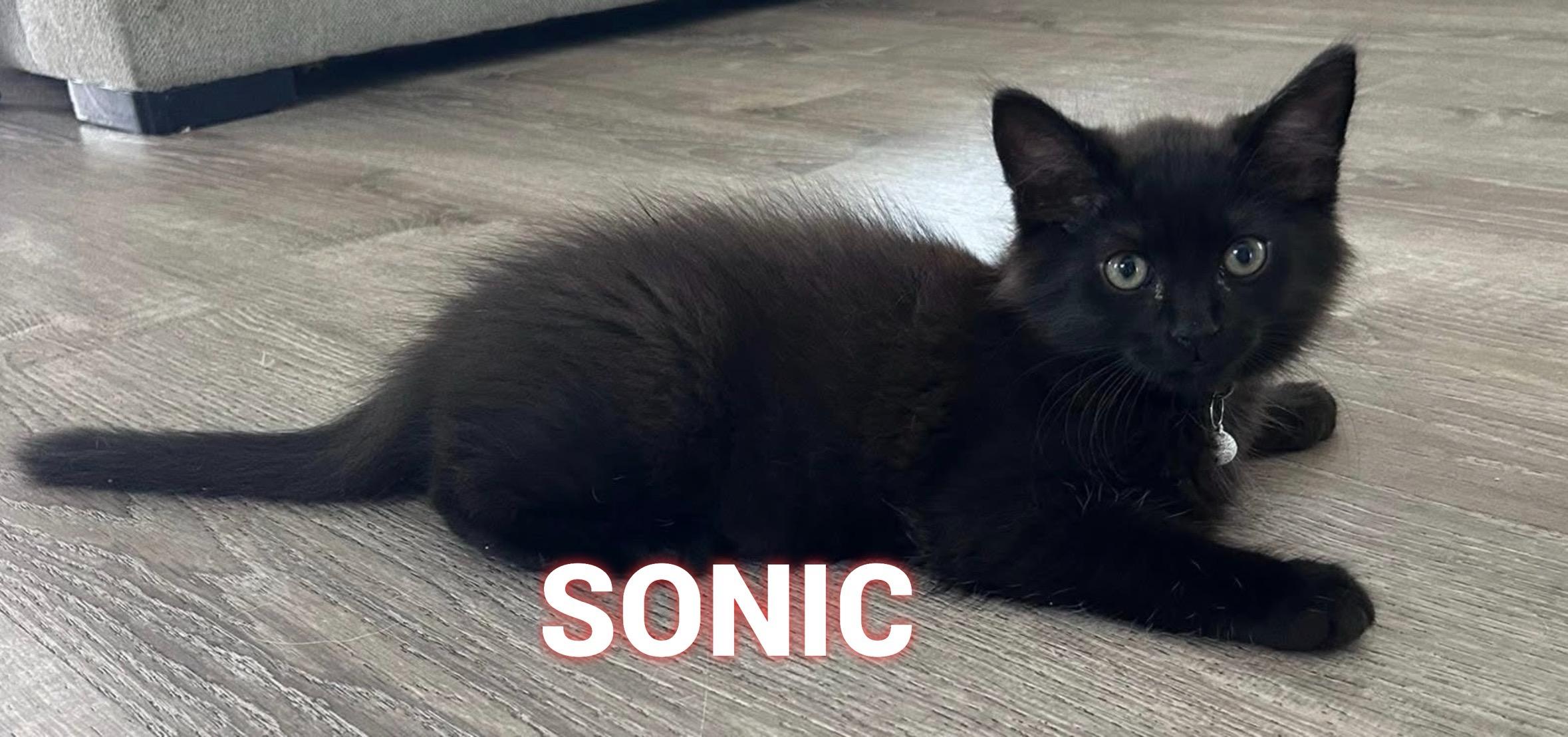 Enlarge SONIC, a Adopted Domestic Long Hair in Conway, SC image 2/2