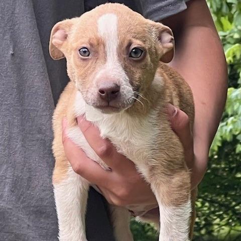 GWEN-30629, Adoptable, Puppy Female Terrier & Mixed Breed.