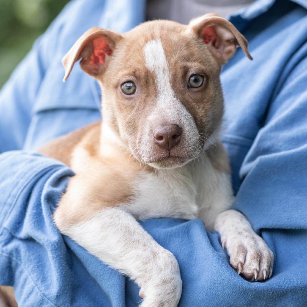 Enlarge GWEN-30629, a Adoptable mixed breed in Bartlett, TN image 2/2