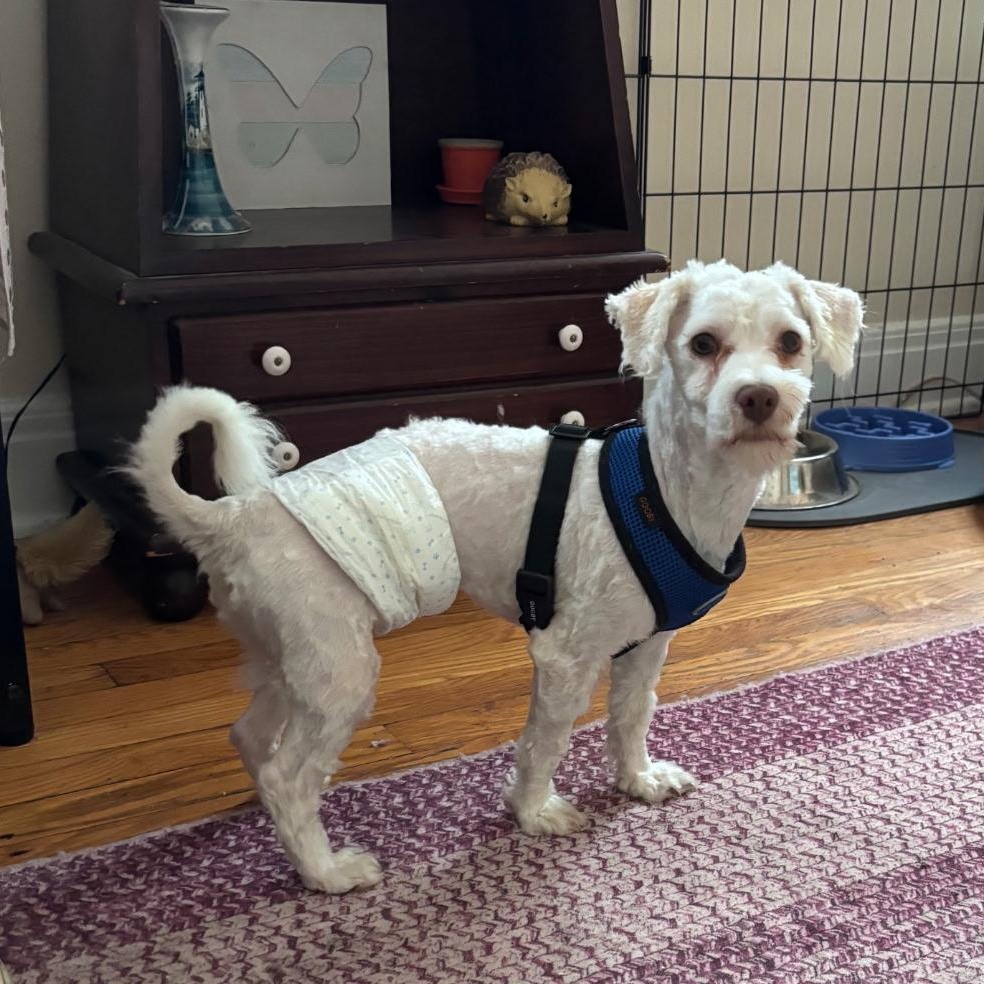 Stewie, a ADOPTABLE Havanese in Burlington, VT image 2/4