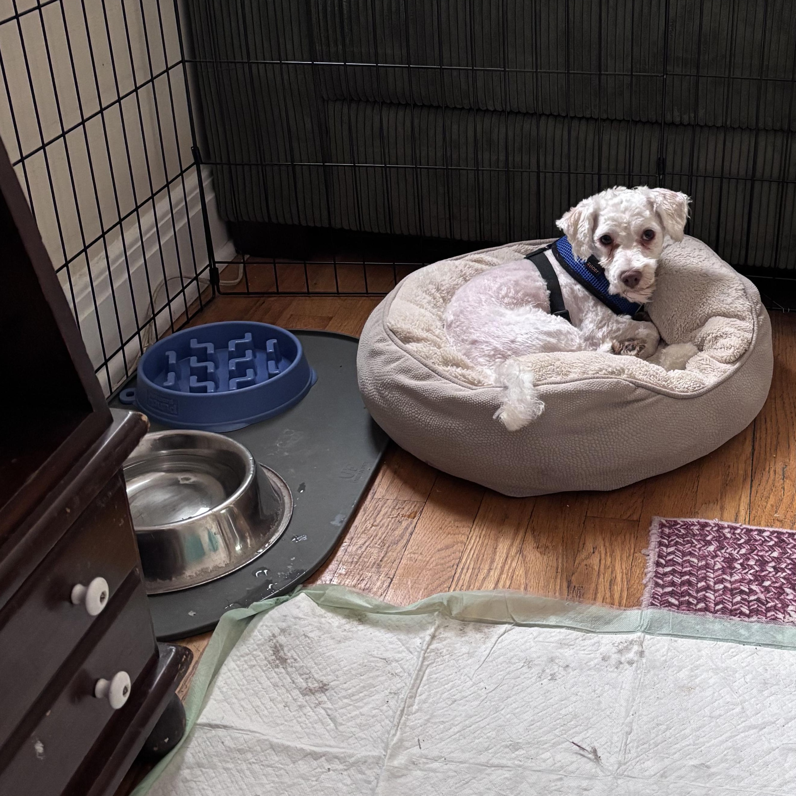 Stewie, a ADOPTABLE Havanese in Burlington, VT image 1/4