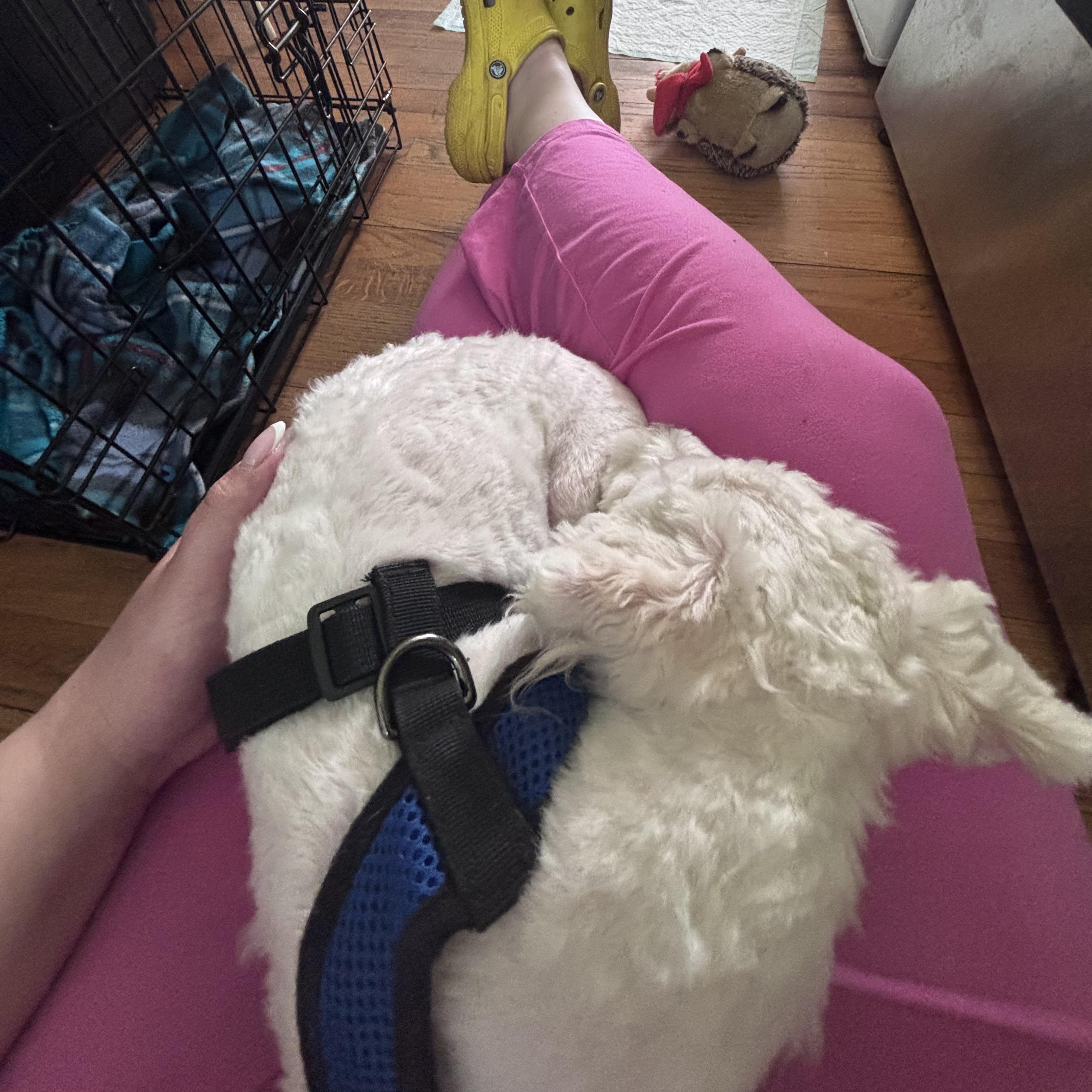 Stewie, a ADOPTABLE Havanese in Burlington, VT image 3/4