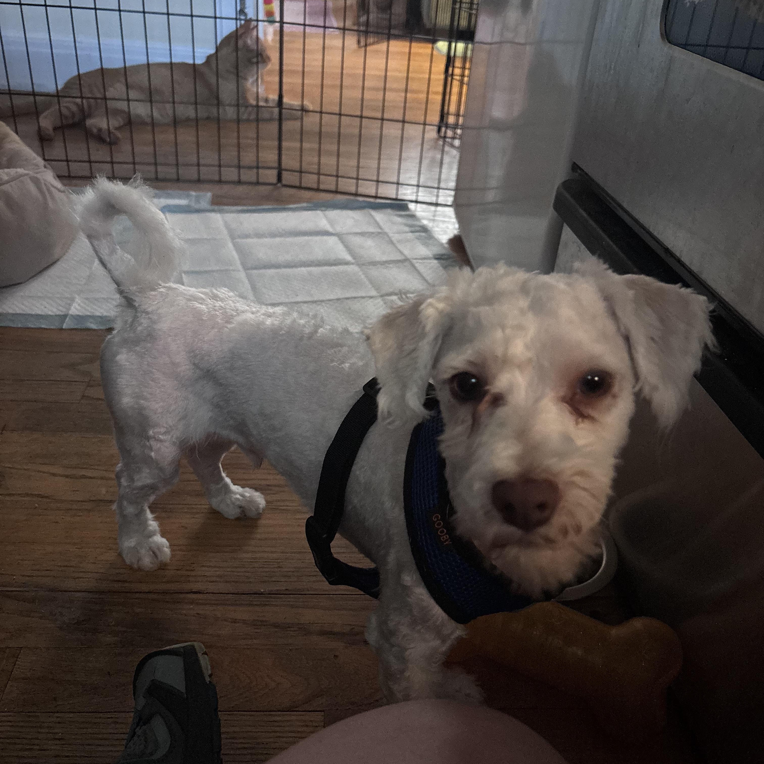Stewie, a ADOPTABLE Havanese in Burlington, VT image 4/4