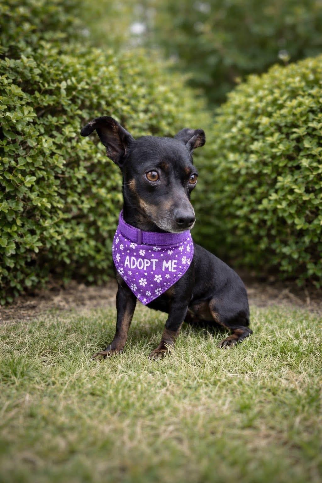 Enlarge SANDY, a Adoptable mixed breed in Grand Prairie, TX image 5/6